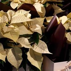 Christmas Poinsettia 