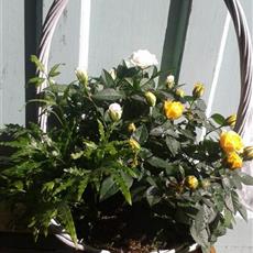 Rose Basket 