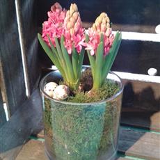 Scented Hyacinth Vase